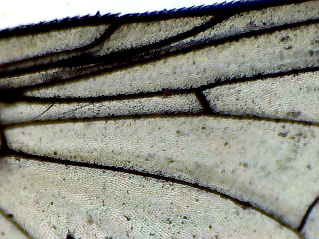Ala di calliphoridae?